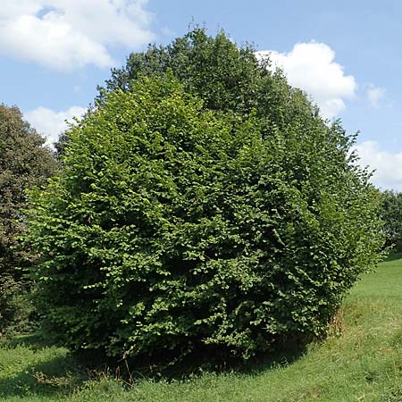 Corylus avellana \ Haselnuss / Hazel, D Wald-Michelbach 21.8.2021