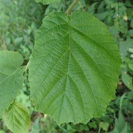 Corylus avellana \ Haselnuss / Hazel, D Wald-Michelbach 21.8.2021