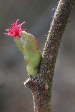 Corylus avellana \ Haselnuss / Hazel, D Ludwigshafen 19.2.2022