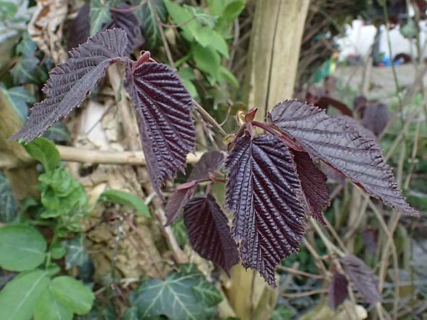 Corylus avellana \ Haselnuss / Hazel, D Gelsenkirchen 11.4.2025