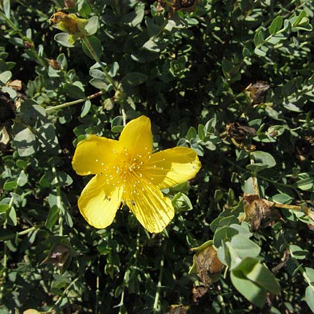 Hypericum olympicum \ Zwerg-Johanniskraut / Mount Olymp St. John's-Wort, D Botan. Gar.  Universit.  Mainz 4.8.2007
