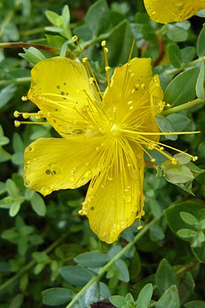 Hypericum olympicum \ Zwerg-Johanniskraut / Mount Olymp St. John's-Wort, D Botan. Gar.  Universit.  Mainz 13.9.2008