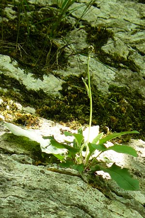 Hieracium oxyodon \ Spitzzhniges Habichtskraut / Acute-Toothed Hawkweed, D Eningen unter Achalm 27.6.2018