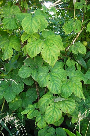 Humulus lupulus \ Hopfen / Hop, D Groß-Gerau 25.6.2015