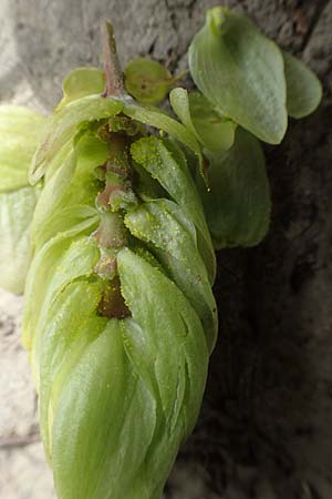 Humulus lupulus \ Hopfen / Hop, D Rheingönheim 9.9.2017