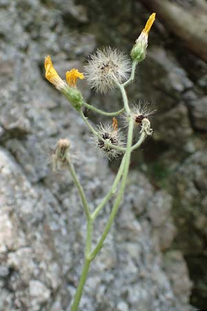 Hieracium oxyodon \ Spitzzhniges Habichtskraut / Acute-Toothed Hawkweed, D Eningen unter Achalm 27.6.2018