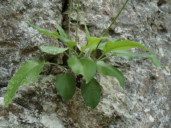 Hieracium oxyodon \ Spitzzhniges Habichtskraut / Acute-Toothed Hawkweed, D Eningen unter Achalm 27.6.2018