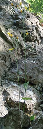 Hieracium oxyodon \ Spitzzhniges Habichtskraut / Acute-Toothed Hawkweed, D Eningen unter Achalm 27.6.2018