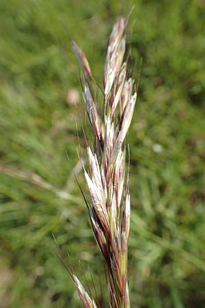 Helictotrichon pubescens \ Flaumiger Wiesenhafer / Downy Alpine Oat Grass, D Rödermark 13.5.2017