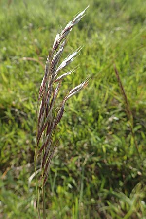 Helictotrichon pubescens \ Flaumiger Wiesenhafer / Downy Alpine Oat Grass, D Rödermark 13.5.2017