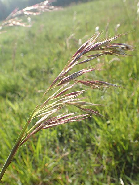 Helictotrichon pubescens \ Flaumiger Wiesenhafer / Downy Alpine Oat Grass, D Rödermark 13.5.2017