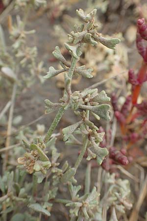 Halimione pedunculata \ Stielfrchtige Salzmelde / Pedunculate Sea Purslane, D Sachsen-Anhalt, Sülzetal-Sülldorf 27.9.2020
