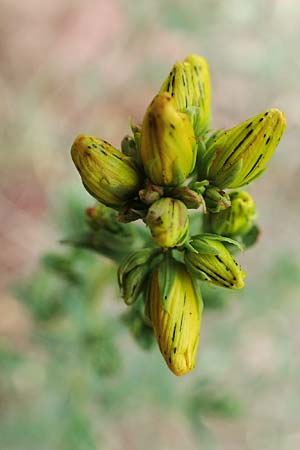 Hypericum perforatum \ Echtes Johanniskraut, Tpfel-Hartheu / Perforate St. John's-Wort, D Sachsen-Anhalt, Könnern 11.6.2022