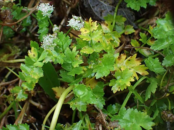 Apium repens \ Kriechende Sellerie, Scheiberich / Creeping Marshwort, D Hohwacht 17.9.2021