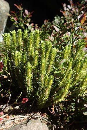 Huperzia selago \ Tannen-Brlapp / Fir Clubmoss, D Schwarzwald/Black-Forest, Hornisgrinde 4.9.2019