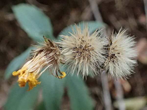 Hieracium sabaudum \ Savoyer Habichtskraut / Savoy Hawkweed, D Neustadt an der Weinstra&szlig;e 20.9.2026