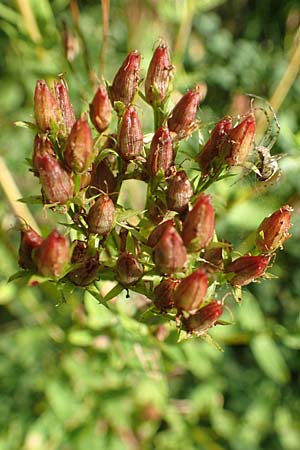 Hypericum tetrapterum \ Geflgeltes Johanniskraut, Flgel-Johanniskraut / Square-Stalked St. John's-Wort, D Odenwald, Fischbachtal 26.8.2016