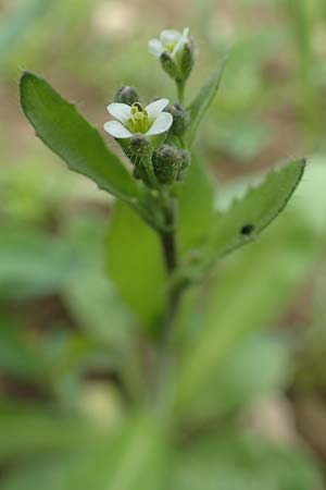 Capsella bursa-pastoris \ Hirtentschel / Shepherd's Purse, D Westerwald, Hasselbach 8.6.2020