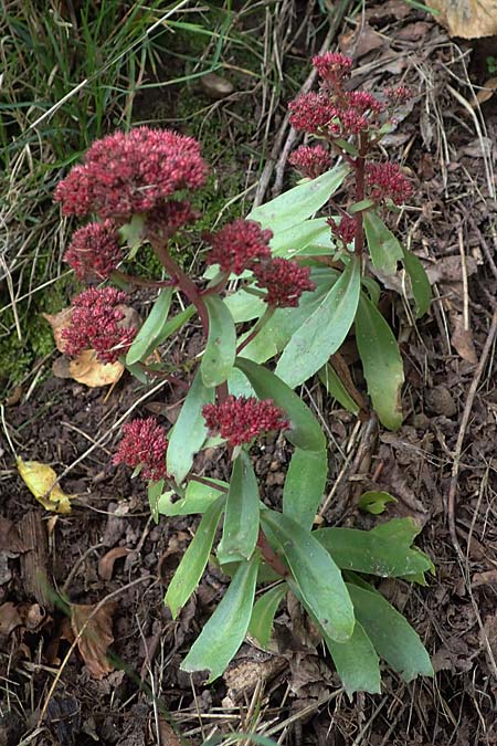 Hylotelephium telephium \ Purpur-Waldfetthenne / Witch's Moneybags, D Neckargerach 10.10.2025