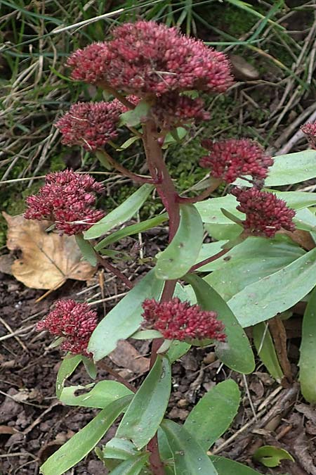 Hylotelephium telephium \ Purpur-Waldfetthenne / Witch's Moneybags, D Neckargerach 10.10.2025