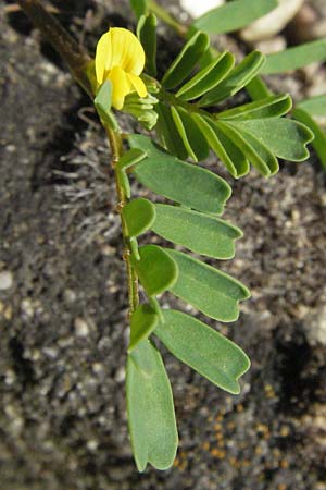 Hippocrepis unisiliquosa \ Einh�lsiger Hufeisenklee, D Botan. Gar.  Universit.  Mainz 4.8.2007
