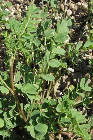 Hippocrepis unisiliquosa \ Einh�lsiger Hufeisenklee, D Botan. Gar.  Universit.  Mainz 4.8.2007