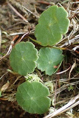 Hydrocotyle vulgaris \ Gewhnlicher Wassernabel / Marsh Pennywort, D Heiliges Meer (Kreis Steinfurt) 10.9.2020