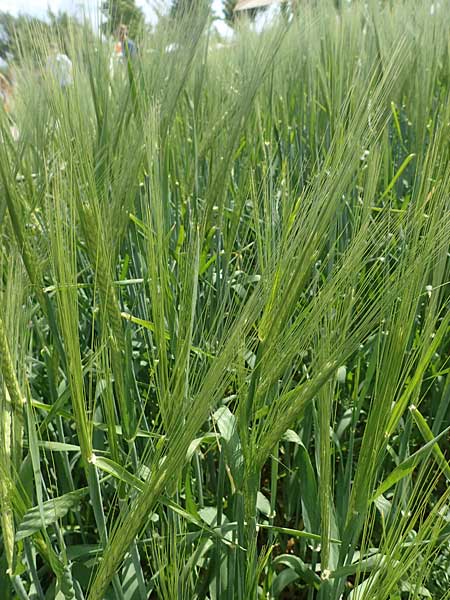 Hordeum vulgare \ Brau-Gerste, Mehrzeilige Gerste / Six-Rowed Barley, D Mannheim 3.6.2023