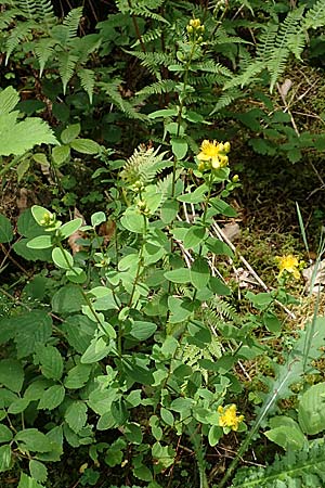 Hypericum tetrapterum \ Geflgeltes Johanniskraut, Flgel-Johanniskraut / Square-Stalked St. John's-Wort, D Hunsrück, Börfink 18.7.2020