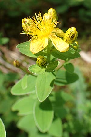 Hypericum tetrapterum \ Geflgeltes Johanniskraut, Flgel-Johanniskraut / Square-Stalked St. John's-Wort, D Hunsrück, Börfink 18.7.2020