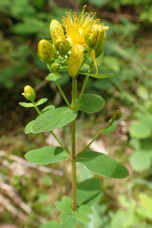 Hypericum tetrapterum \ Geflgeltes Johanniskraut, Flgel-Johanniskraut / Square-Stalked St. John's-Wort, D Hunsrück, Börfink 18.7.2020