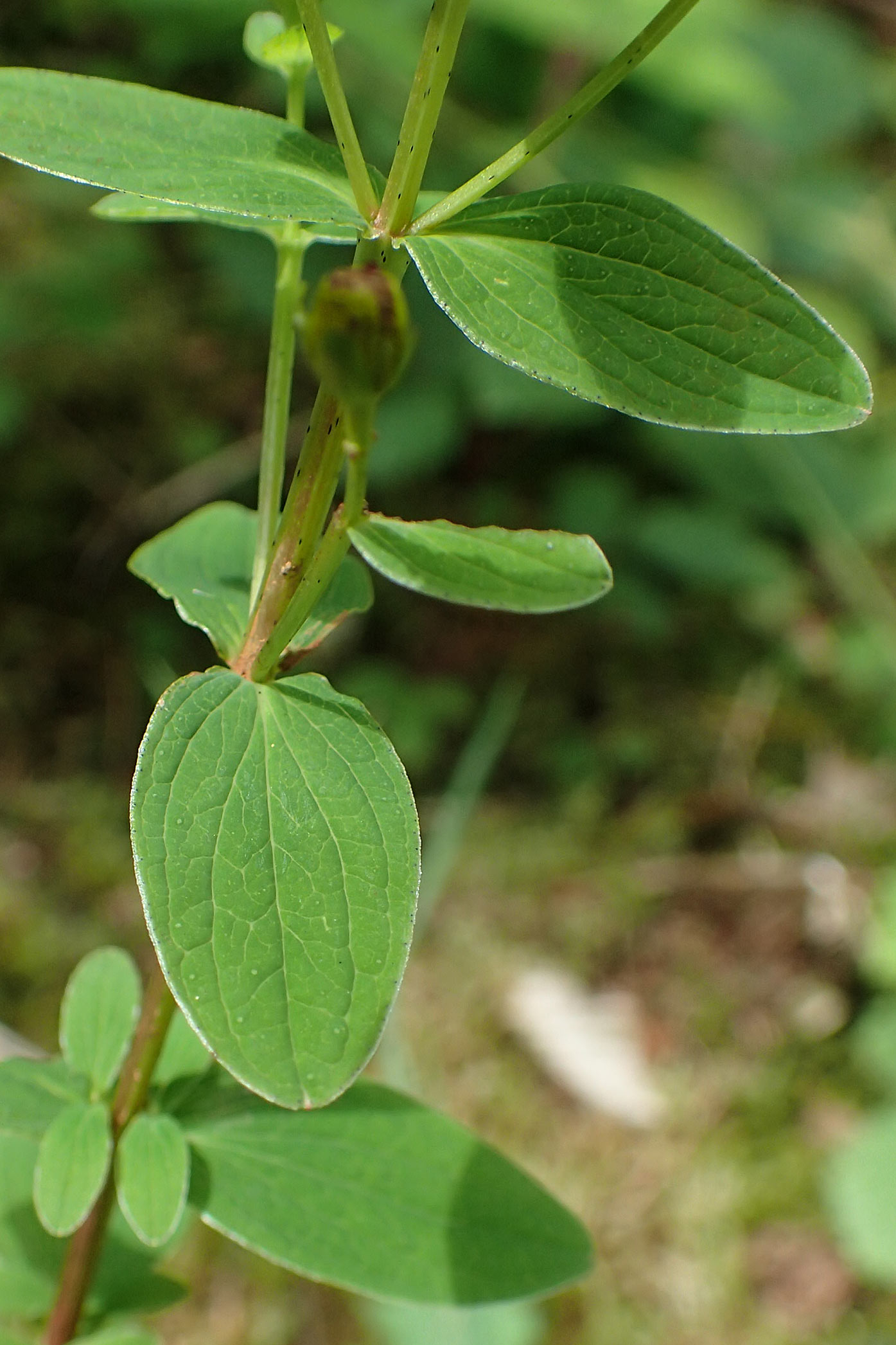 Hypericum tetrapterum \ Geflgeltes Johanniskraut, Flgel-Johanniskraut / Square-Stalked St. John's-Wort, D Hunsrück, Börfink 18.7.2020