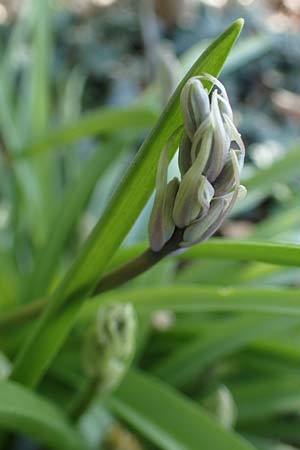Hyacinthoides hispanica x non-scripta \ Hybrid-Hasenglckchen / Bluebell Hybrid, D Ludwigshafen 15.4.2021