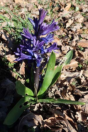 Hyacinthus orientalis \ Garten-Hyazinthe / Garden Hyacinth, D Ludwigshafen 9.3.2022