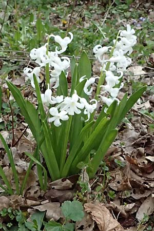 Hyacinthus orientalis \ Garten-Hyazinthe / Garden Hyacinth, D Mannheim 31.3.2026