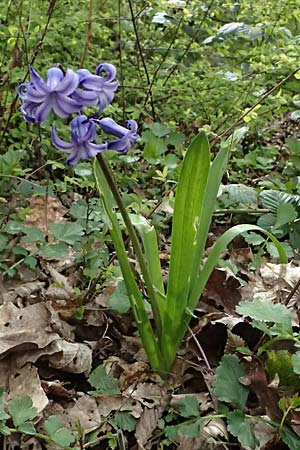 Hyacinthus orientalis \ Garten-Hyazinthe / Garden Hyacinth, D Mannheim 31.3.2026