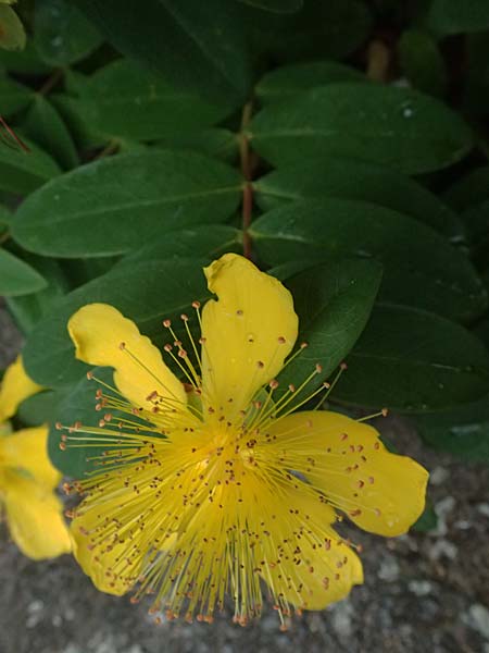 Hypericum calycinum \ Gro�kelchiges Johanniskraut, Immergr�nes Johanniskraut / Creeping St. John's-Wort, Aaron's Beard, D Mannheim 4.6.2026