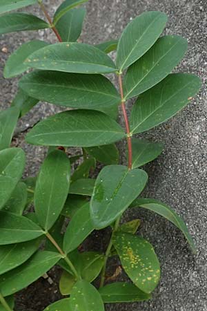 Hypericum calycinum \ Gro�kelchiges Johanniskraut, Immergr�nes Johanniskraut / Creeping St. John's-Wort, Aaron's Beard, D Mannheim 4.6.2026