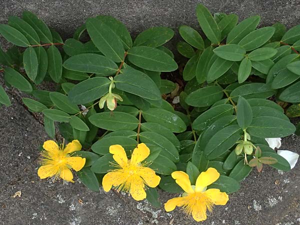 Hypericum calycinum \ Gro�kelchiges Johanniskraut, Immergr�nes Johanniskraut / Creeping St. John's-Wort, Aaron's Beard, D Mannheim 4.6.2026