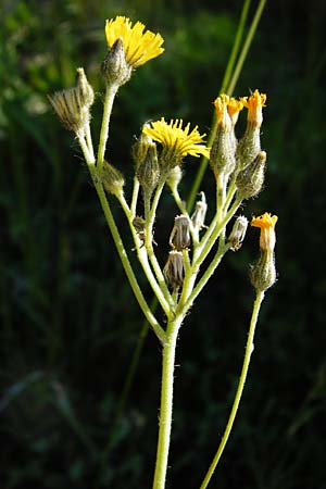 Hieracium zizianum \ Ziz' Habichtskraut / Ziz' Hawkweed, D Tübingen 3.6.2015