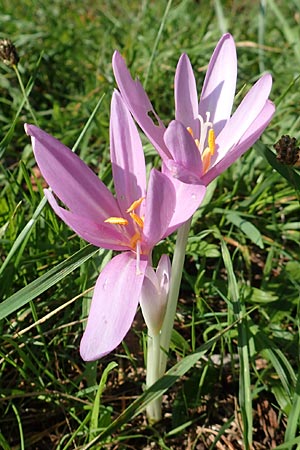 Colchicum autumnale, Herbst-Zeitlose Colchicum autumnale, Herbst-Zeitlose