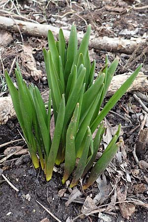 Colchicum autumnale \ Herbst-Zeitlose / Meadow Saffron, Autumn Crocus, D Neuleiningen 13.3.2020