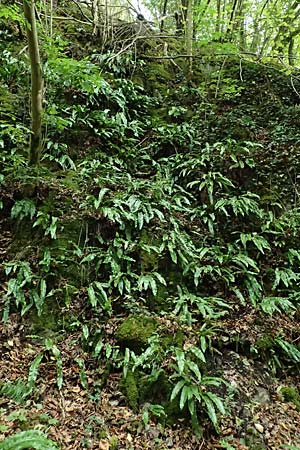 Asplenium scolopendrium \ Hirschzungen-Farn / Hart's-tongue, D Finnentrop 1.9.2026