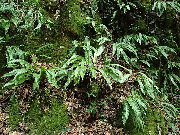 Asplenium scolopendrium \ Hirschzungen-Farn / Hart's-tongue, D Finnentrop 1.9.2026