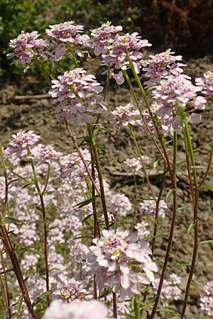 Iberis linifolia subsp. boppardensis \ Bopparder Schleifenblume / Boppard Candytuft, D Boppard 9.7.2018