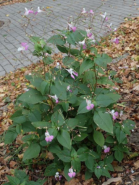 Impatiens balfourii \ Balfours Springkraut / Balfour's Balsam, D Bochum 23.10.2018