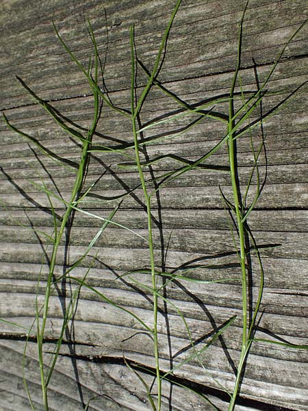 Isolepis fluitans \ Flutende Moorbinse, Flutende Schuppensimse / Swimming Scirpus, D Elmpt 6.9.2021