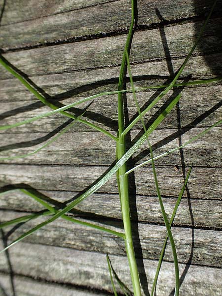 Isolepis fluitans \ Flutende Moorbinse, Flutende Schuppensimse / Swimming Scirpus, D Elmpt 6.9.2021