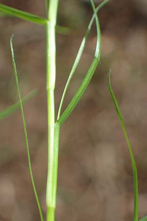 Isolepis fluitans \ Flutende Moorbinse, Flutende Schuppensimse / Swimming Scirpus, D Elmpt 6.9.2021