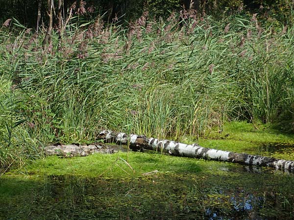Isolepis fluitans \ Flutende Moorbinse, Flutende Schuppensimse / Swimming Scirpus, D Elmpt 6.9.2021